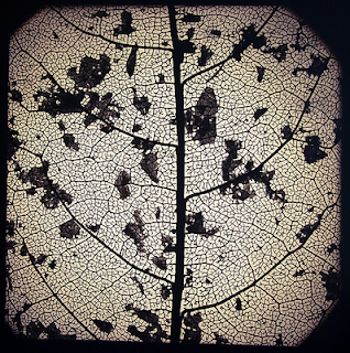 Barbara leaf essay 03 image