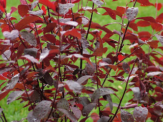 Beautiful Wallpapers: Rainfall Wallpaper