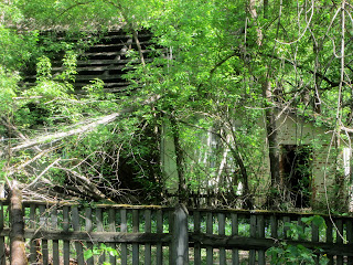 Vegetación y arquitectura en Chernobyl Vegetación y arquitectura en Chernobyl