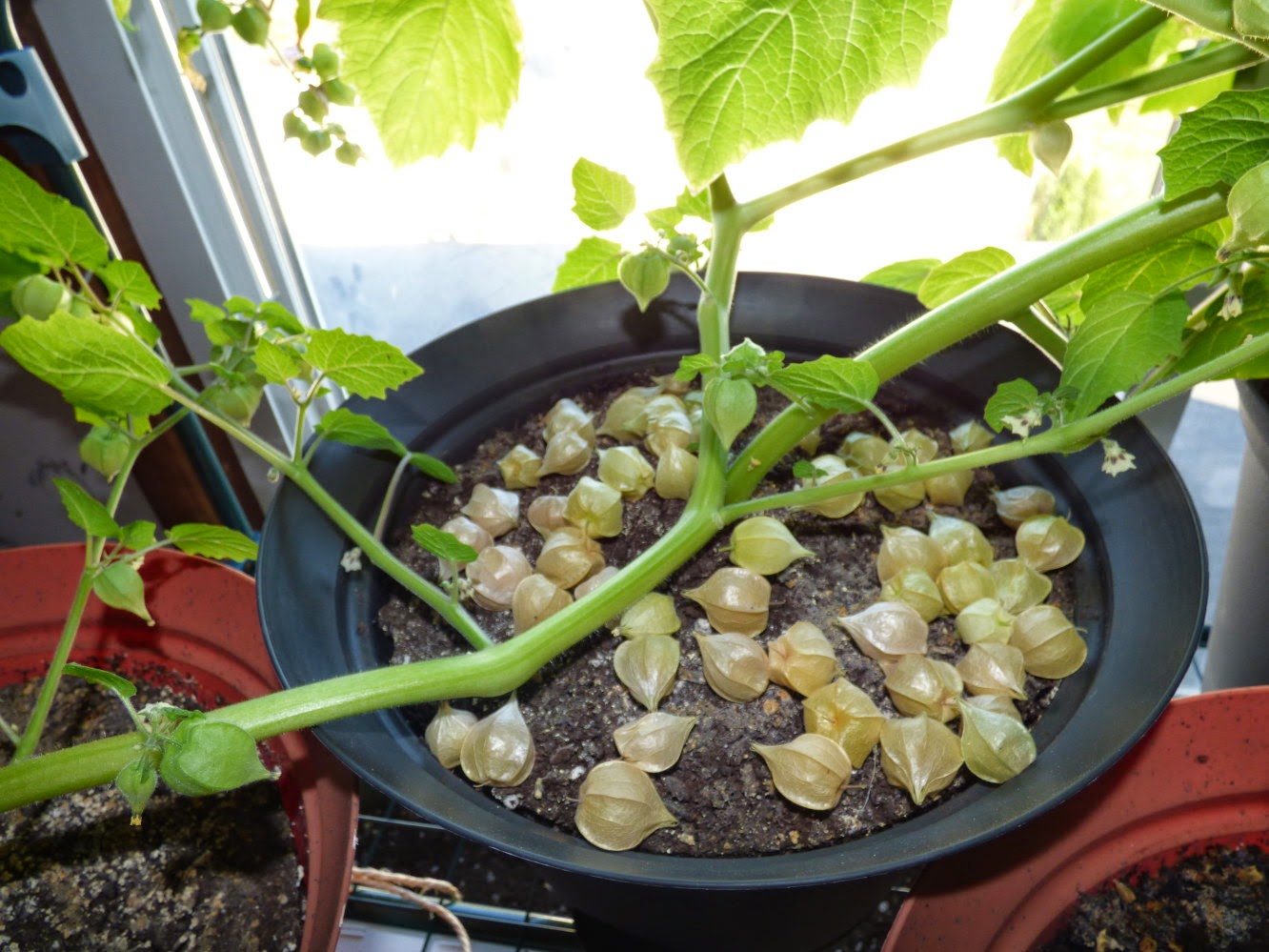 Anita�s Health Blog Cossak Pineapple Ground cherry tomatoes