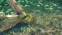 Far Cry 3 Alligator attack