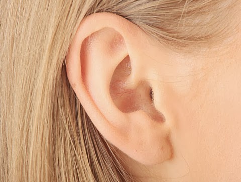 Una Ilustracion De Una Parte Del Cuerpo Del Oido Humano Podria