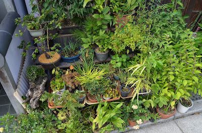 Noel's Garden Blog: A hard look at the Japanese garden - Part One