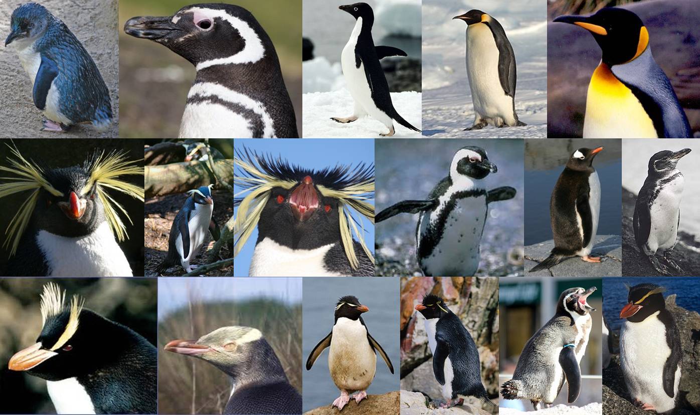 The Natural World: Penguin Party: The Korora and the Magellanic