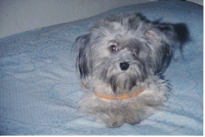 ShurKonrad Memoria Compañero Perro Dog Perrito Love Triste 2