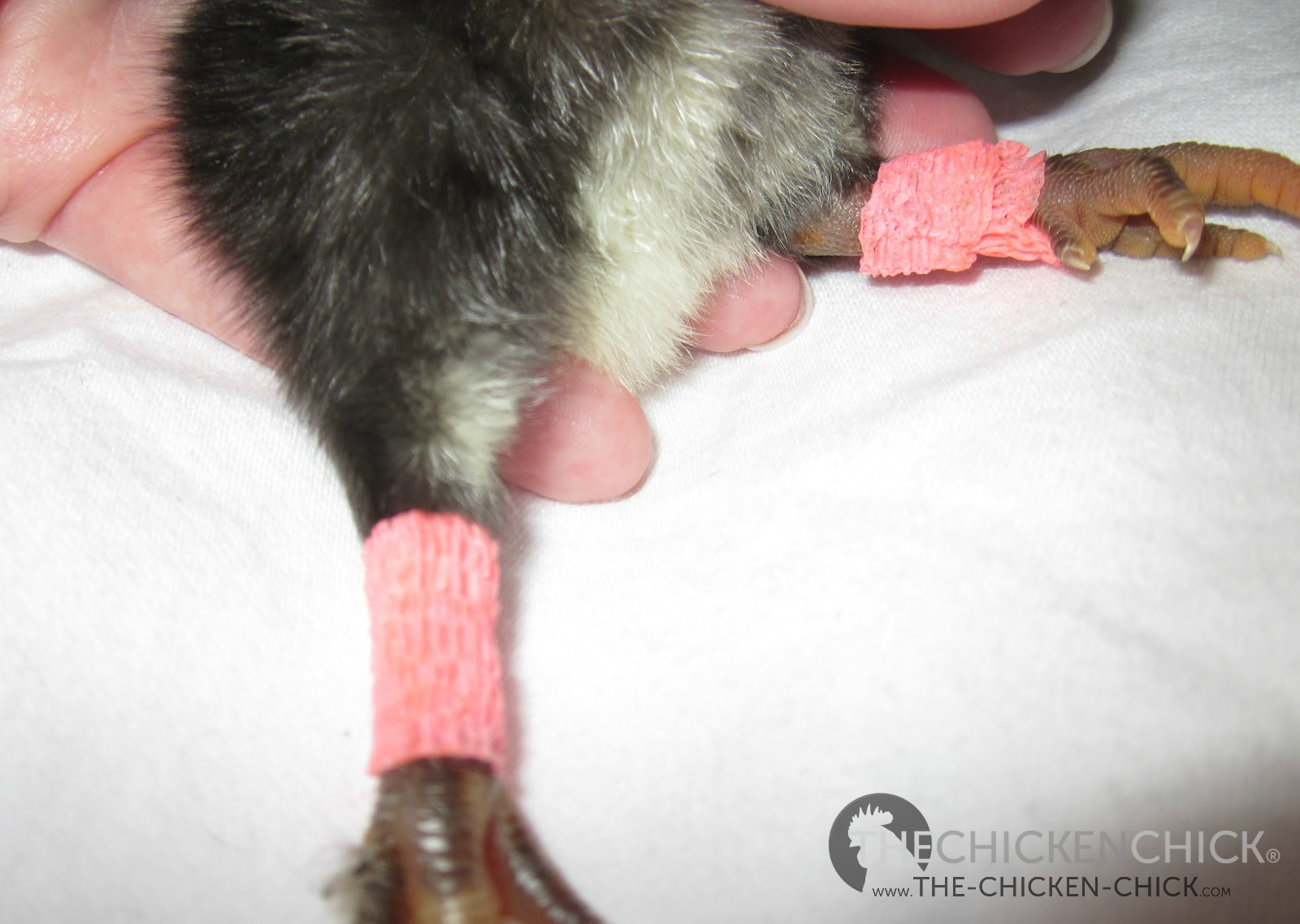 Spraddle leg & Crooked Toes in Chicks Causes and Treatments The