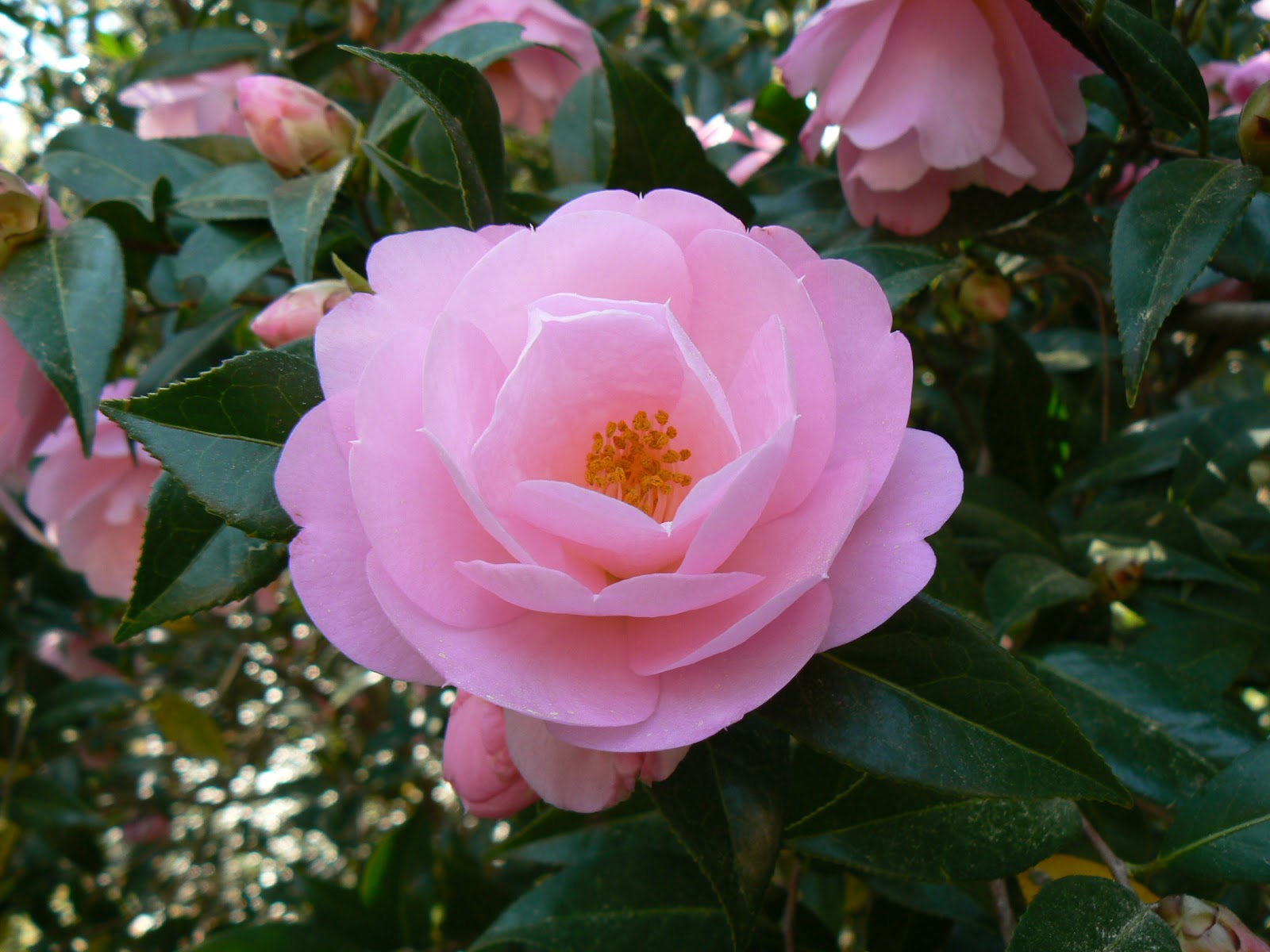 Seattle Garden Ideas Changing My Mind About Spirea