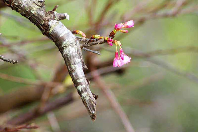 tree branch, flower, blossoms and buds