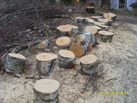 Isotkin pihapuut kumoon ja paloiksi joko stalpen kaadonsuuntaajan tai yhteistyökumppanien kanssa