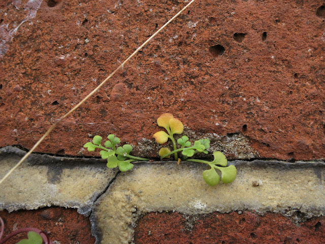 A small plant grows between the  brick and mortar of a wall