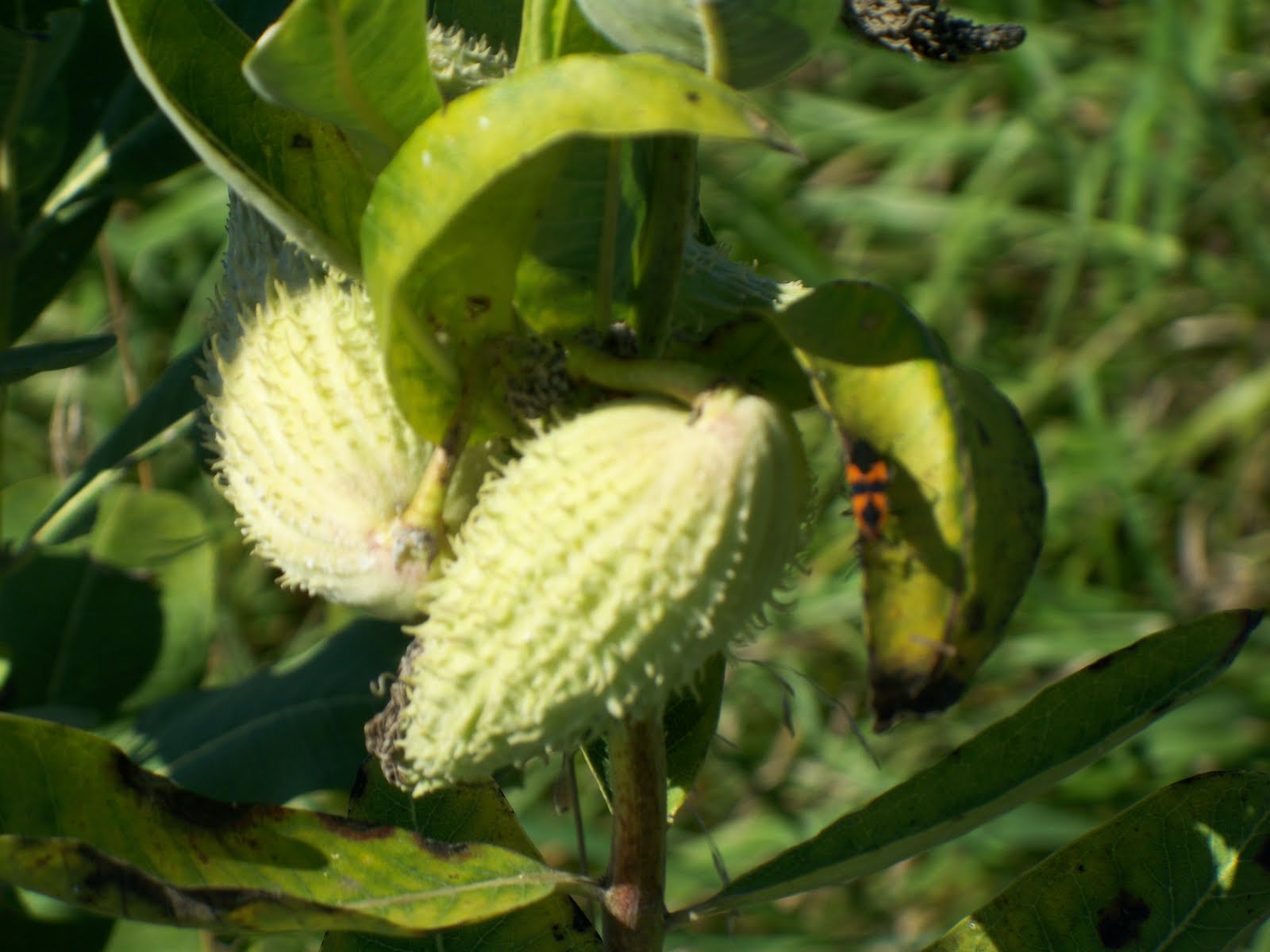 Milkweed Plant Facts