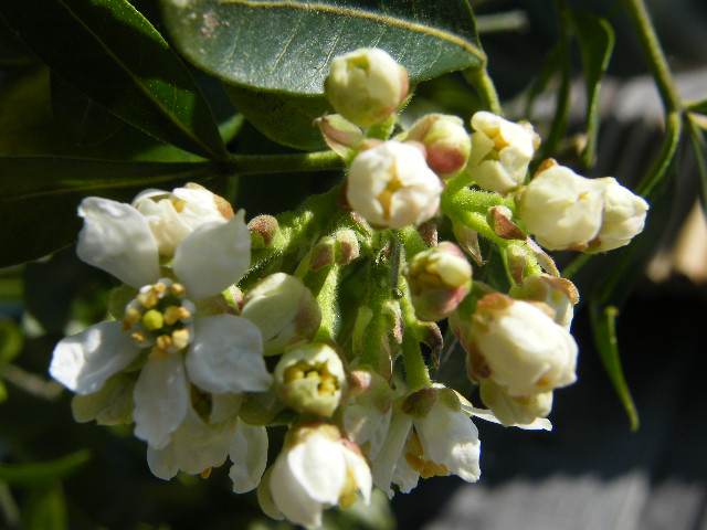 Snappy S Gardens Blog April 2011