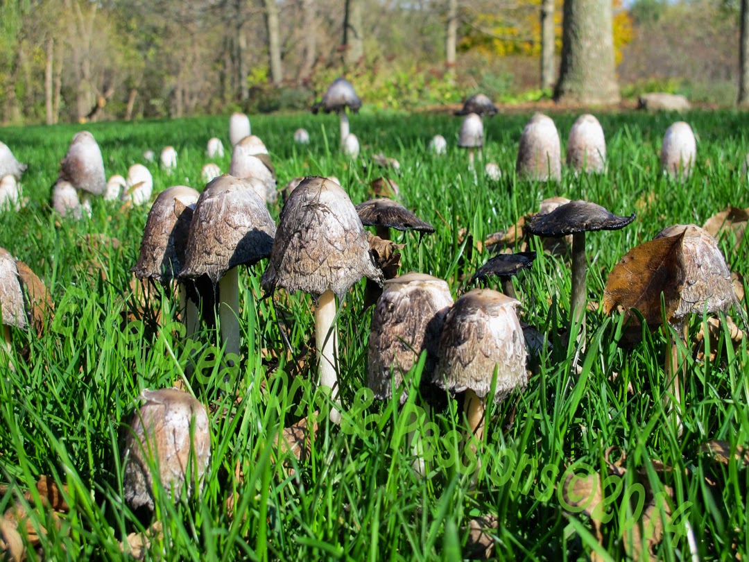 Elise Creations & Passions Foraging Wild Vermont Mushrooms