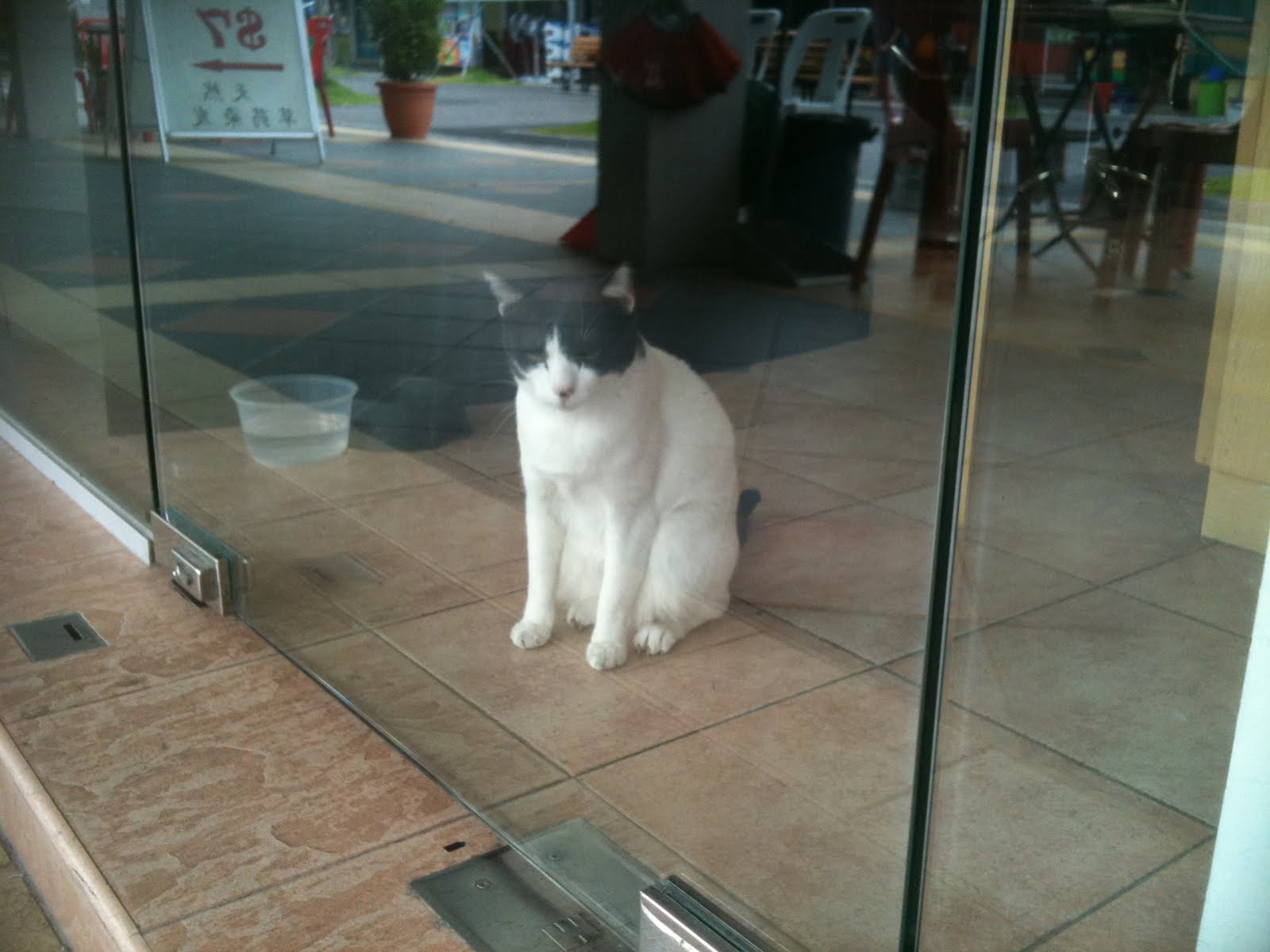 Singapore Community Cats Hair Salon Cat