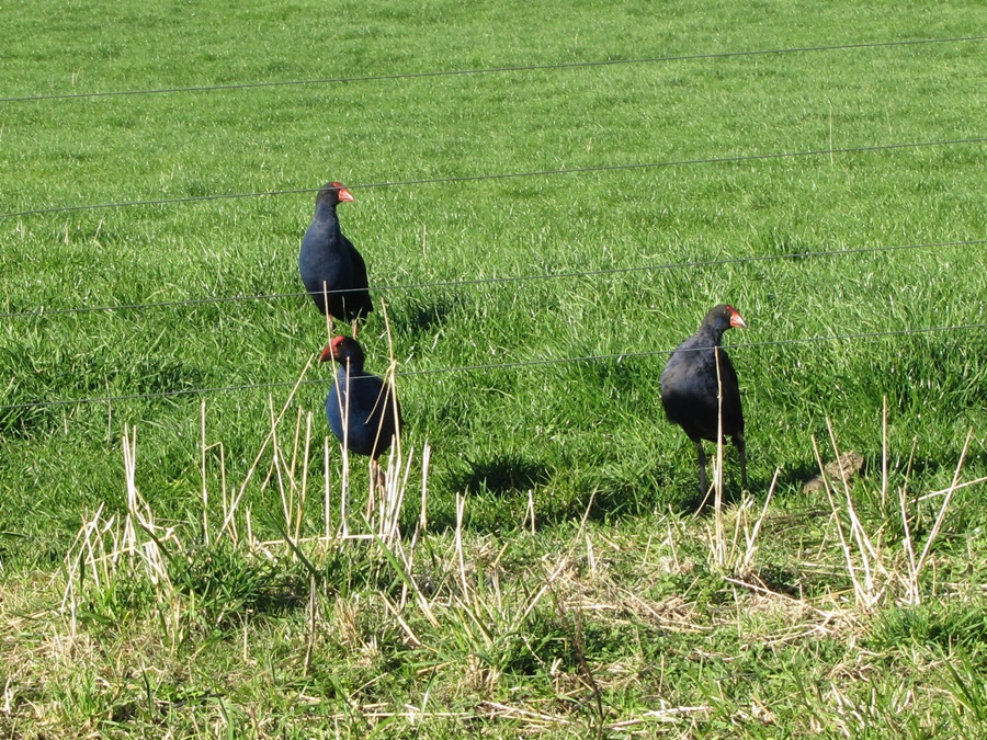 photographing New Zealand pukekos