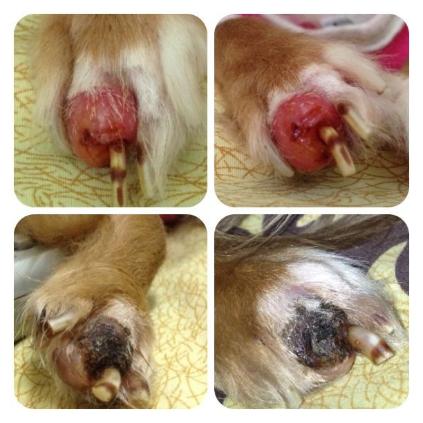 Dog Hemorrhoid Treatment Www Autoconnective In