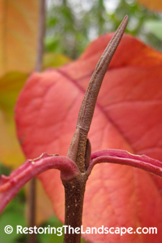 Eaton Rapids Joe Nannyberry Viburnum Lentago