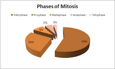 Riena&rsquo;s Science Blog: Onion Mitosis Lab