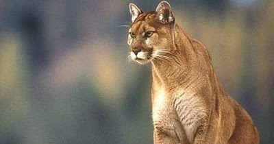 Perbedaan Tiger, Jaguar, Panther, Puma, Leopard, dan Cheetah | Update