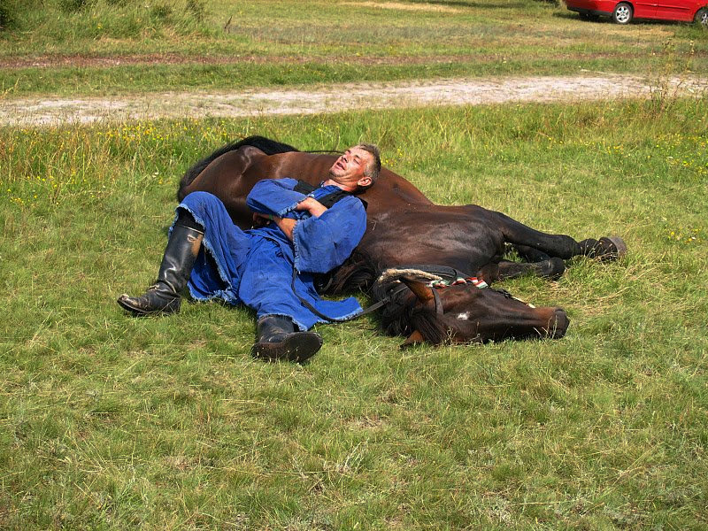 Resting Horse