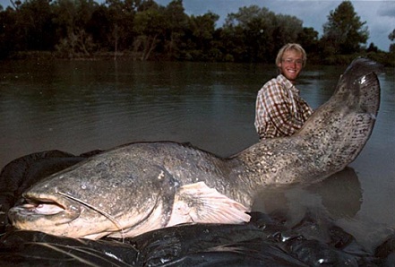 Cá nheo Châu Âu Wels catfish Cá nheo Châu Âu Wels catfish