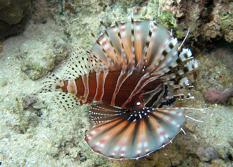 The Zebra Turkeyfish, a carnivorous rayfinned fish