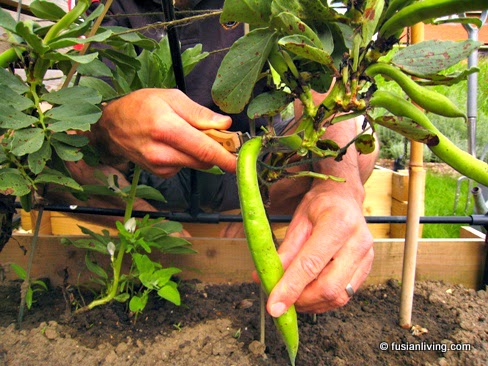How to harvest Broad beans growing on plant