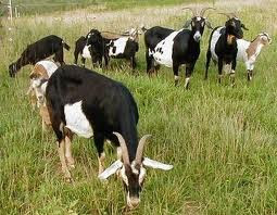 Ladang Ilmu untuk Anak Negeri: Penggolongan Hewan ...