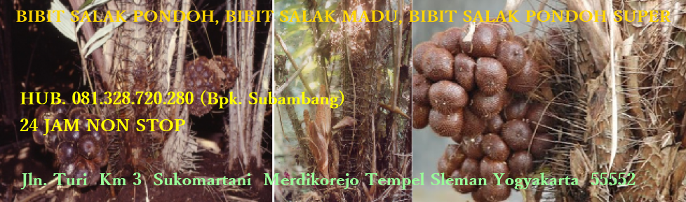 Bibit Salak Pondoh Madu Unggul Yang Tersuper Jantan Dan Betina