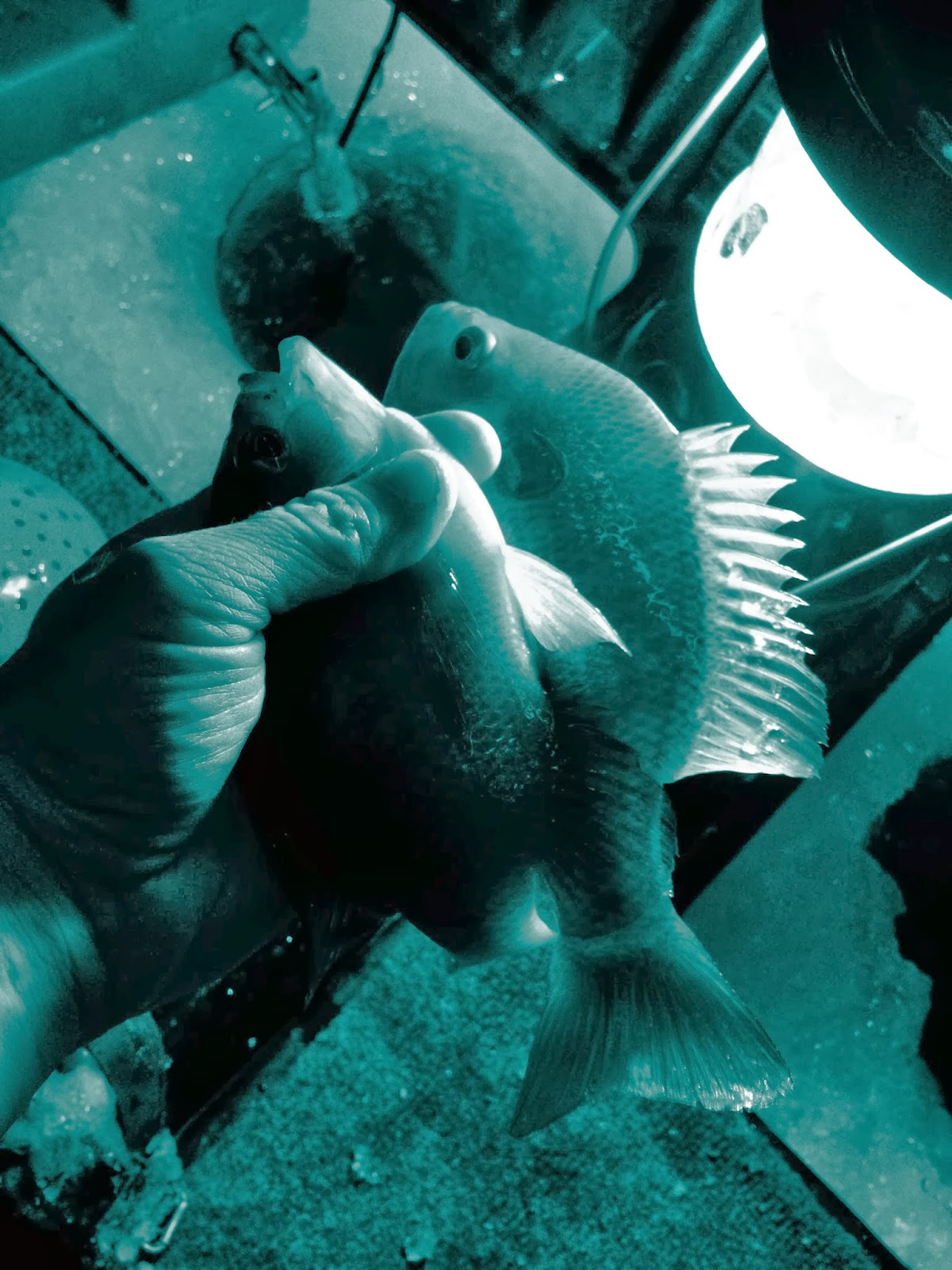 Pondboy's Angling Adventures Sub Zero Ice Fishing in the Suburban Midwest