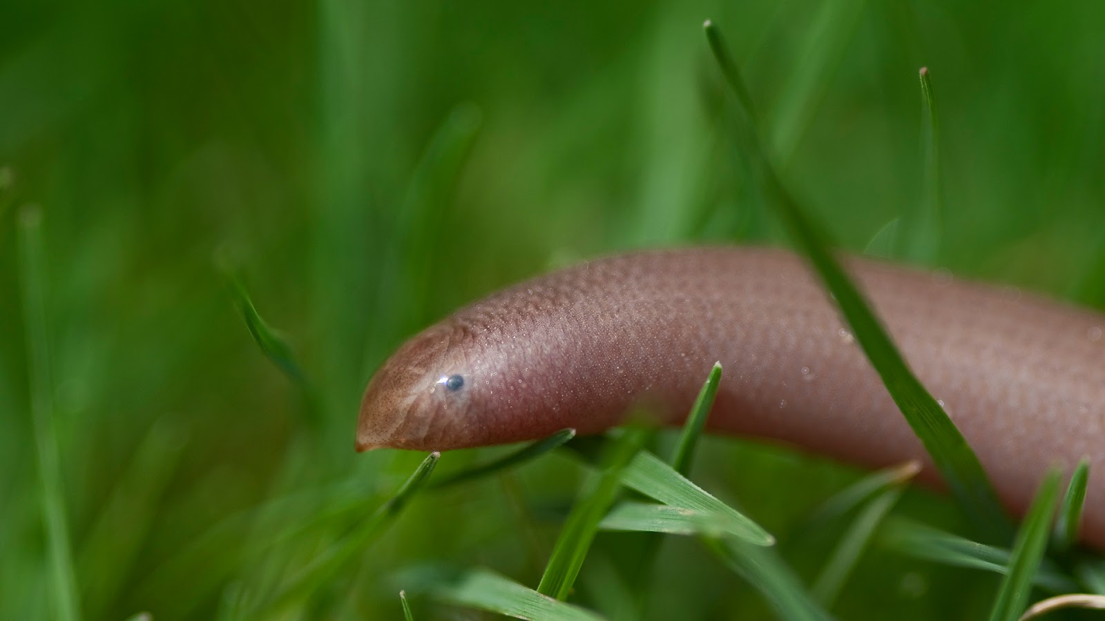 Real Monstrosities Blind Snake