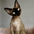 Cornish Rex Cat History,Size and Weight