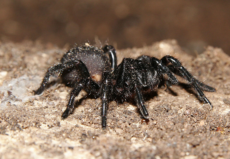 Hairy spiders venom south america