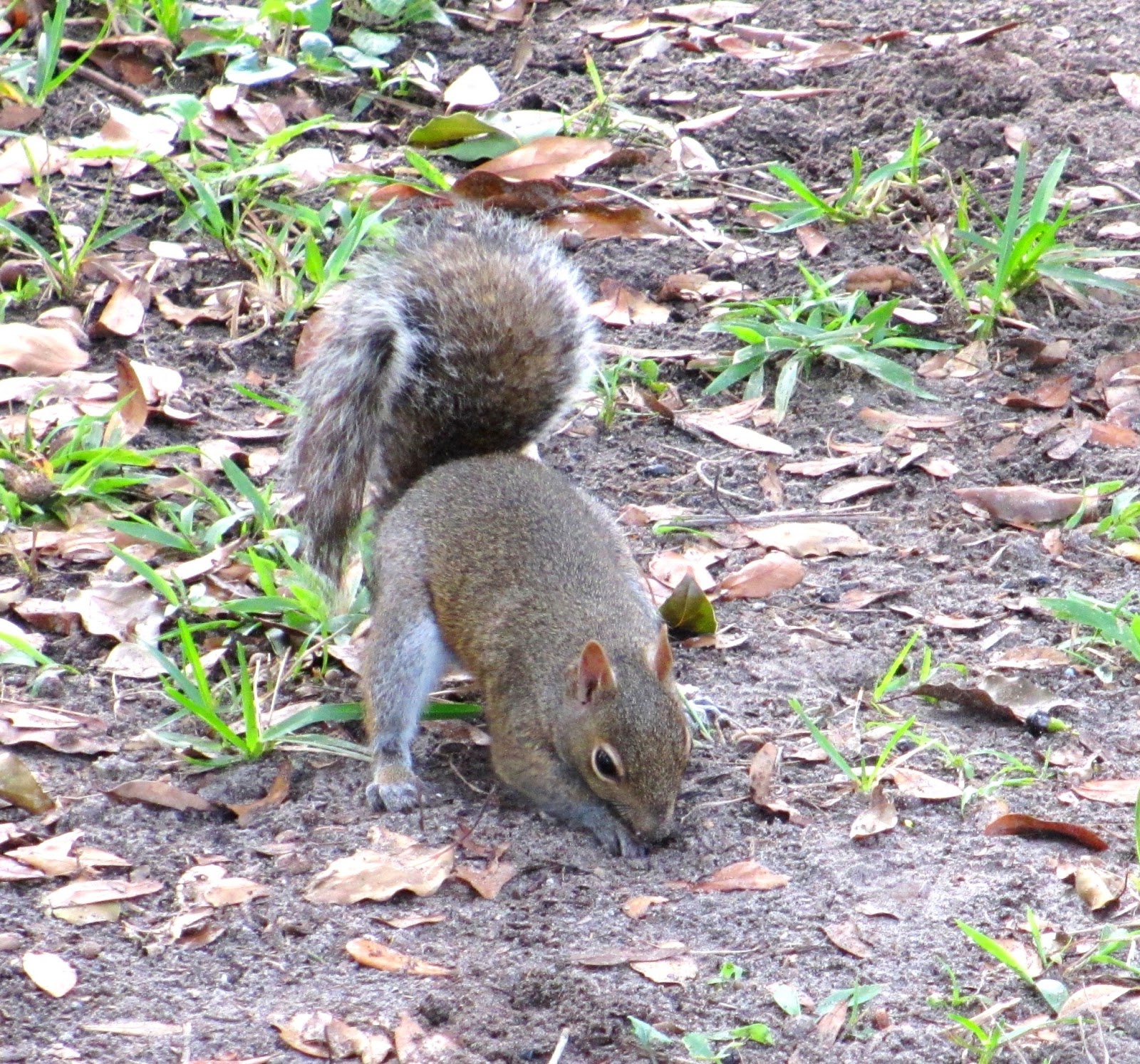 Cannundrums Eastern Gray Squirrel