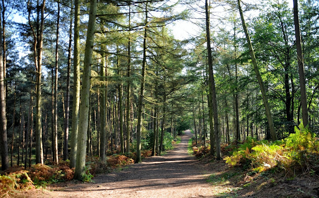 Download this Delamere Forest Autumn Plus picture