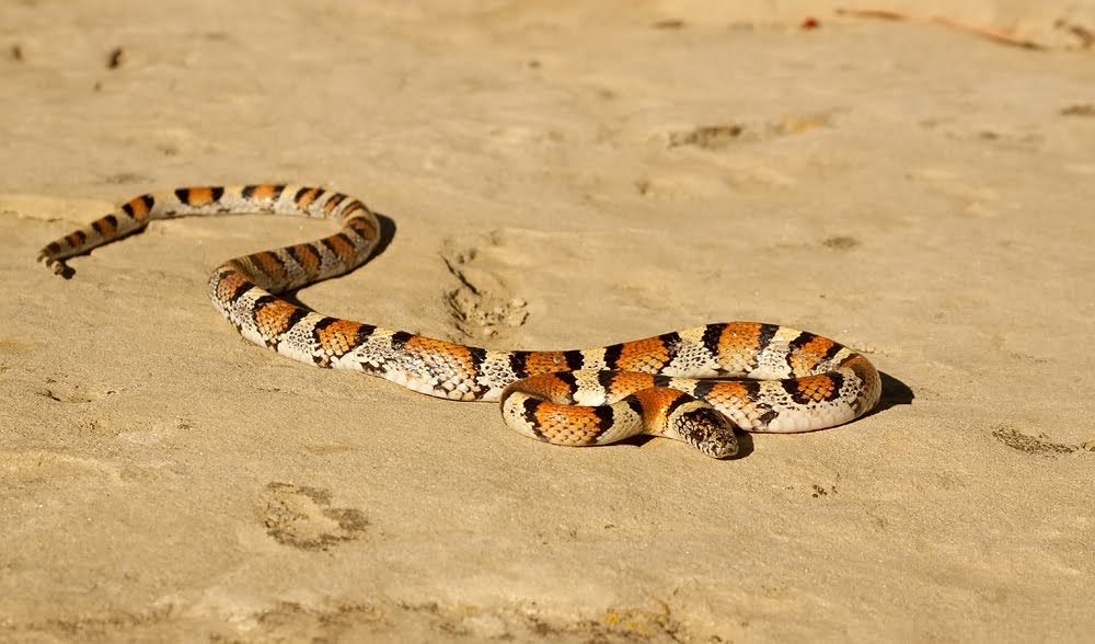 Prairie Ice Montana Milk Snake