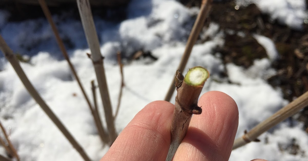 Pruning Annabelle Hydrangea Higher this Winter [Backyard Neophyte