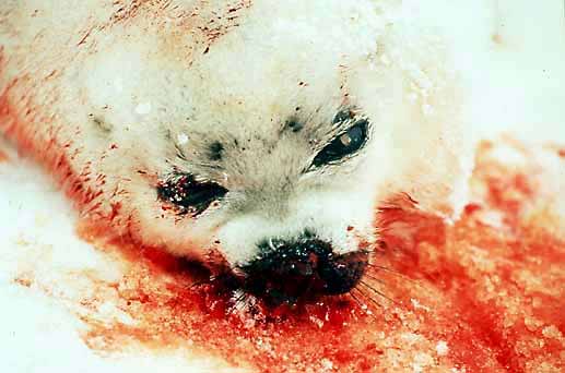 Seal Kill