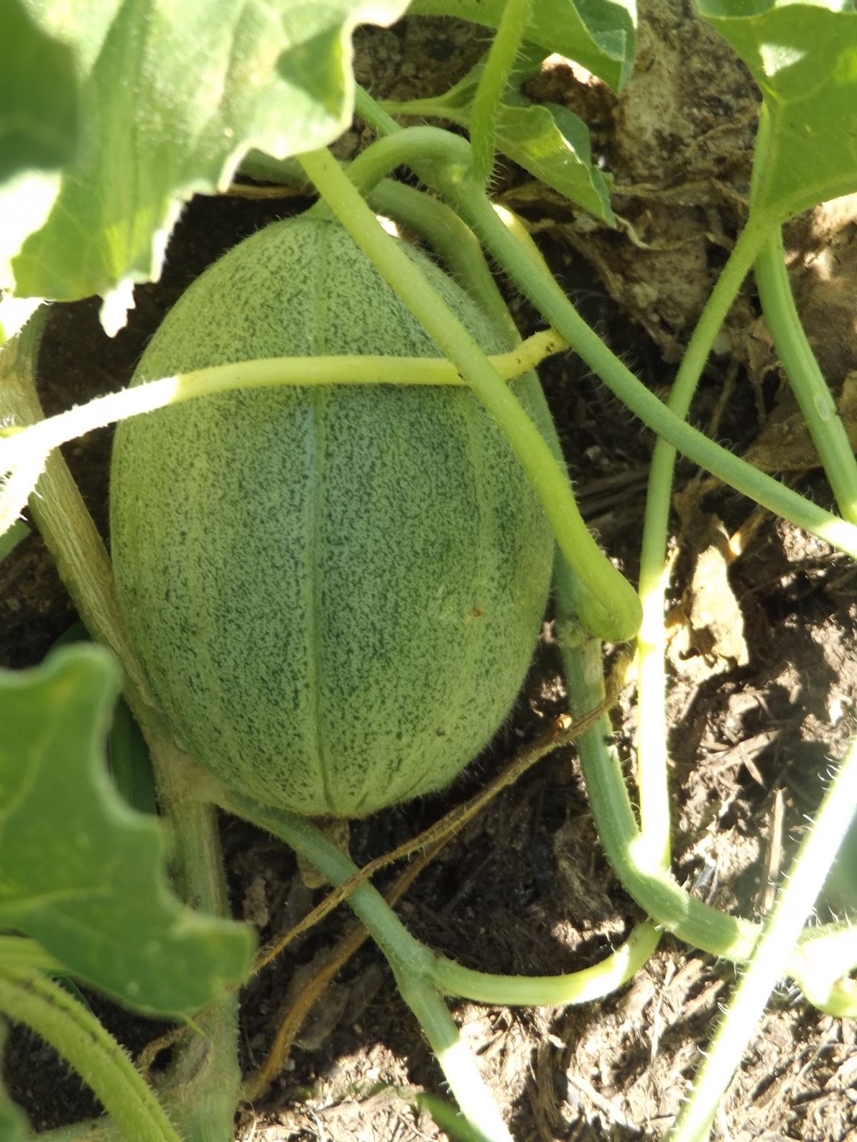 BIG Squash Harvest & Pumpkins, Melons, Gourds, Acorn growing FAST