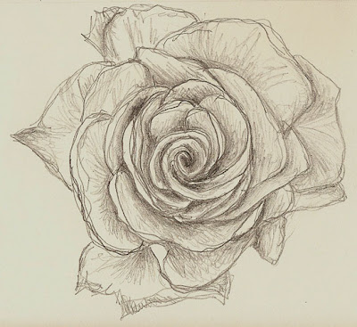 rose sketch drawing rose sketch drawing