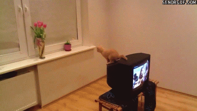 funny-gifs-cat-cant-jump.gif