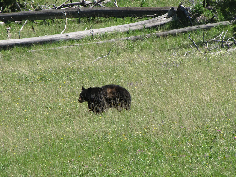 Mommy Black Bear