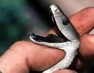 Αυτά είναι τα δέκα πιο επικίνδυνα φίδια του κόσμου
