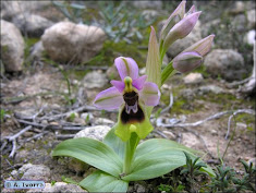 Orquídea avispa