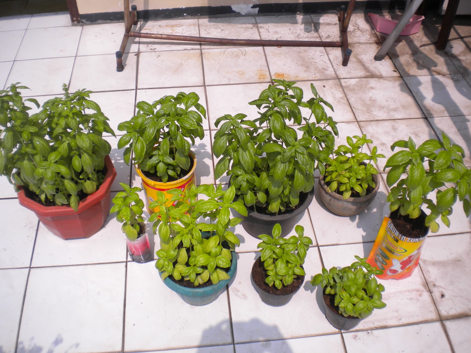 FreshHerbs & Mint: Home Gardening - Berkebun tanaman herbs ...