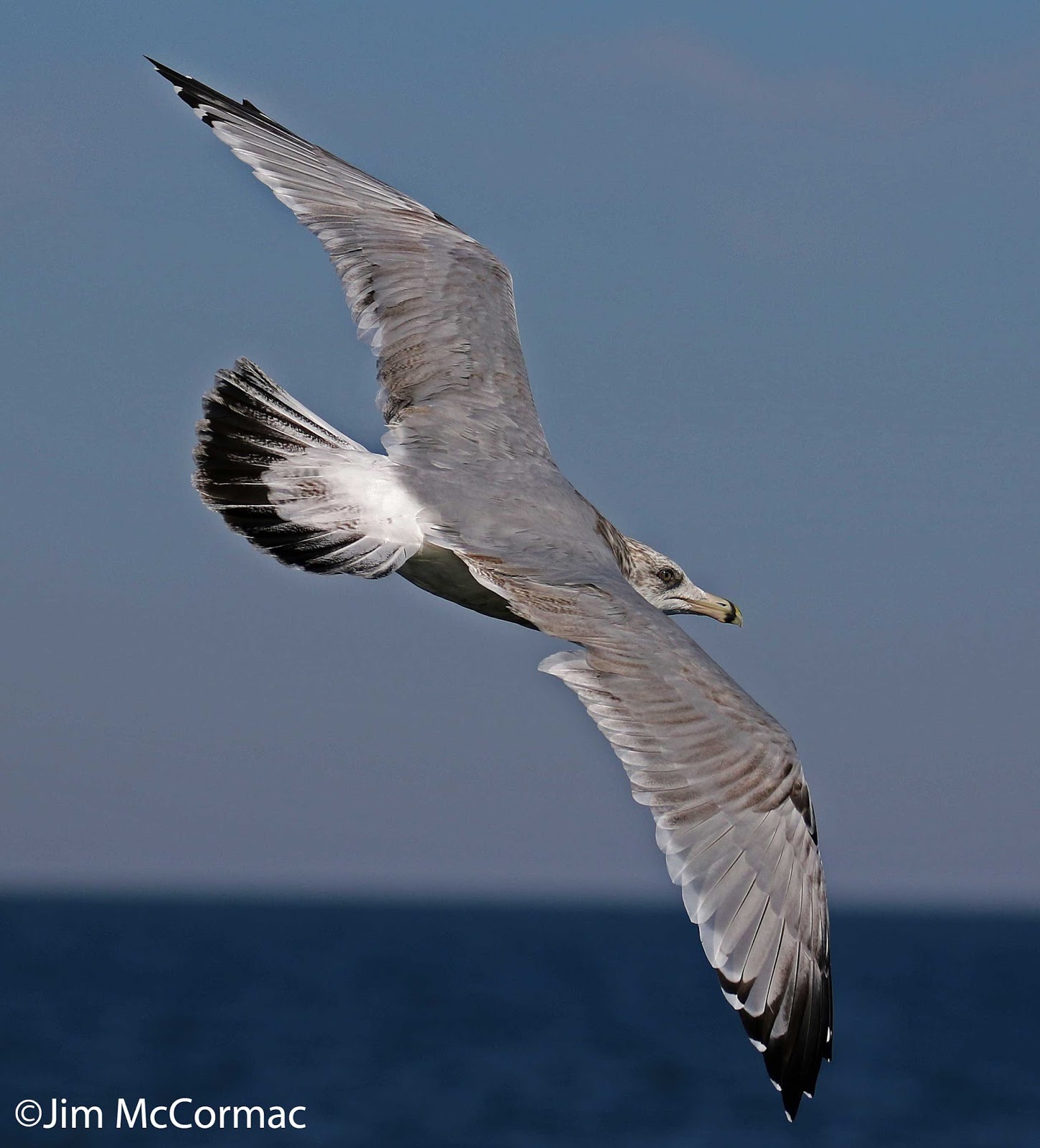 Ohio Birds and Biodiversity Gulls in flight