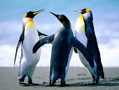 Penguins!!!