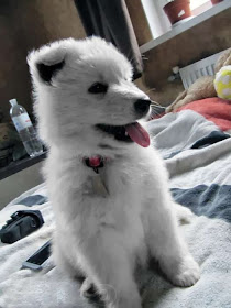 Davajte Porazmyshlyaem Great Puppies Of Long Haired White