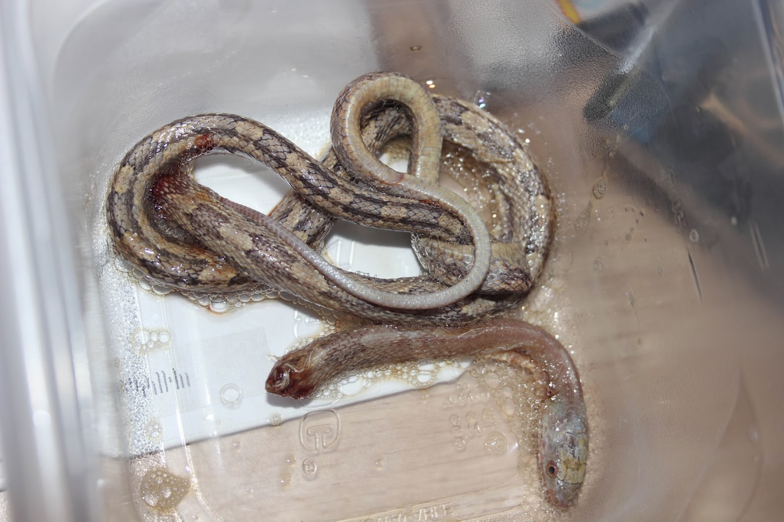 Living Alongside Wildlife Readers Write In Snake in the Bathtub