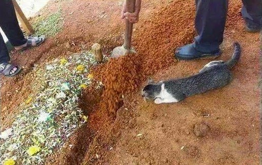 Kucing Datang Melawat Dan Melihat Tuannya Sedang DiSemadikan!..